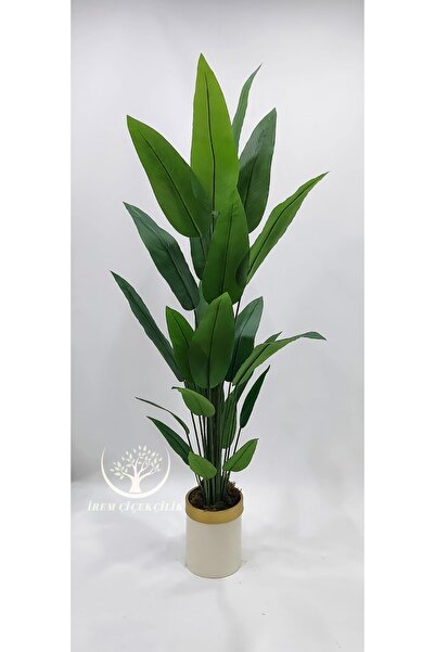 İremÇiçekçilik Krem Gold saksıda 24 yapraklı Starliçe - Premium