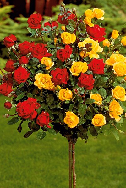 ÇİÇEKFLİX Sarı kırmızı gökdelen gül fidesi fidanı /açık kök dikime hazır