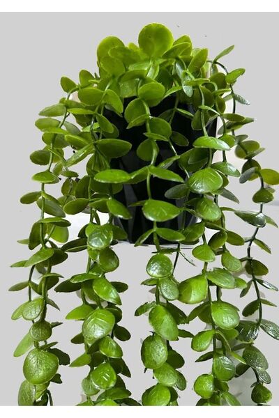 Amentes Yapay Çiçek Elmas Saksıda 80 Cm Yoğun Yapraklı Koyu Yeşil Okaliptus Sarkıt