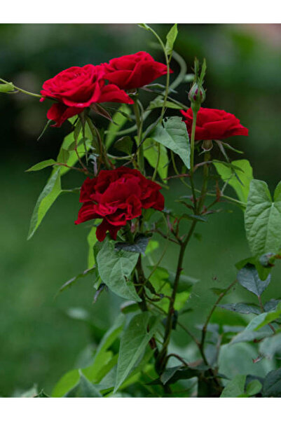 Nura Botanik Videolu 1 Adet Kırmızı Gül Fidesi 10-15cm Saksılı\tüplü (RED ROS...