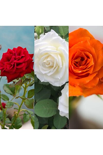 Gardenbox Kırmızı Beyaz Ve Turuncu 3 Adet Kokulu Gül Fidanı 45-75cm (RED WHİT...