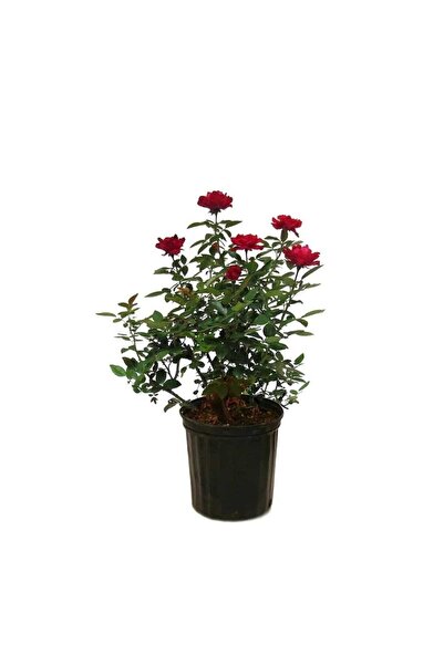Gardenbox Videolu Kırmızı Kokulu Yediveren (50 70 CM) Saksılı Aşılı Gül Red Rose