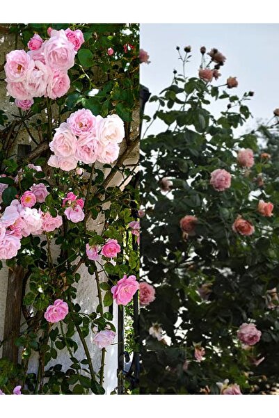 Gardenbox Videolu Sarmaşık Ponpon Pembe Renk (100 150 CM) Saksılı Aşılı Gül