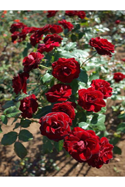 Advantageous Yediveren Dark Red Intense Scent (50 70 CM)1 Pc Potted Grafted Rose Red Rose