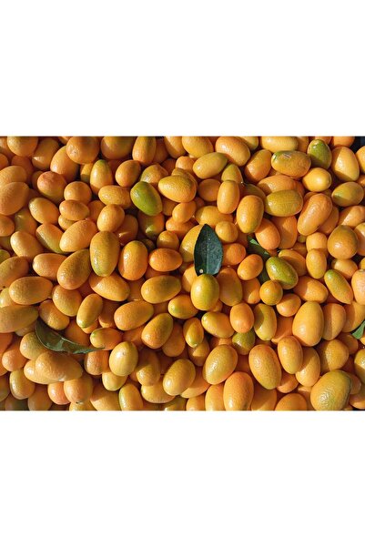 Anamurdan KUMKAT 1 KG