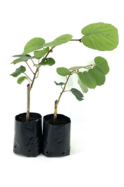 Gardenbox Hayward Kivi Fidanı-erkek Ve Dişi 2 Adet 35-40 Cm Bol Verimli Soğuğ...