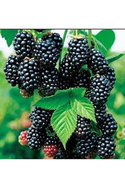 Nura Botanik Dikensiz Yediveren Jumbo Böğürtlen Fidanı Saksılı Yüksek Verimli...