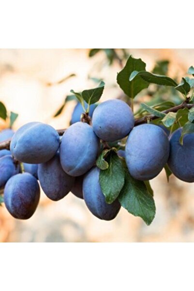 Gardenbox Tüplü Mürdüm Eriği