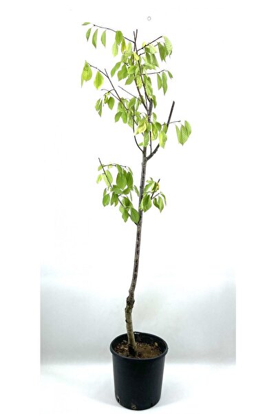 Gardenbox Vişne (kütahya) Fidanı 2-3 90 cm Bol Verimli Soğuğa Dayanıklı