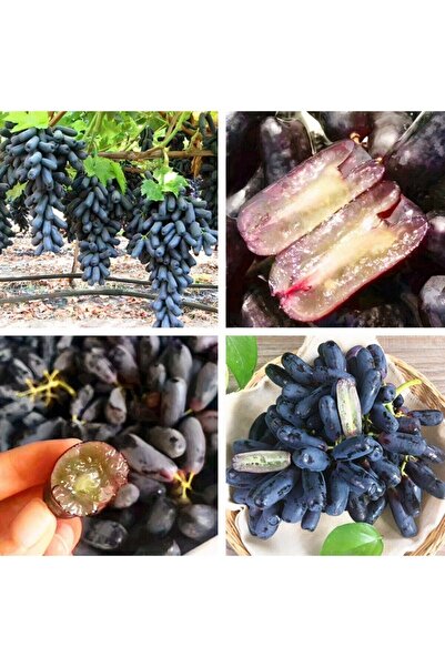 Scuba Seedless Finger Black Grape Seedlings (5 Pieces)