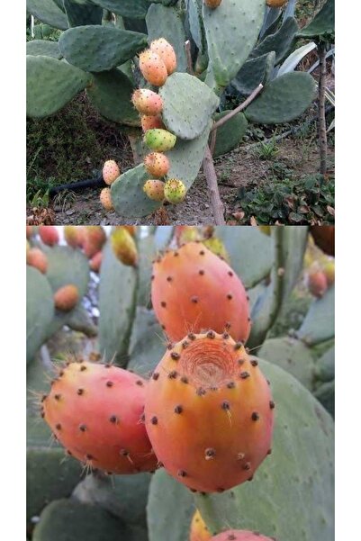 AYDOĞDU Hint İnciri Frenk Dikenli İncir Kaynana Dili 3 adet Köksüz Topraksız ...