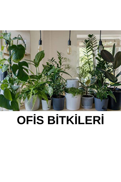 İYİBAHÇE İlk Gün Etkili 500 ml Orkideler+Tüm Süs Bitkileri Besini