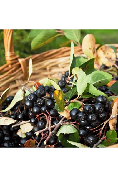 doğaşık Aronya Meyvesi Fidanı 2 Adet 1-2 Yaş Arası Tüplü Doğaşık