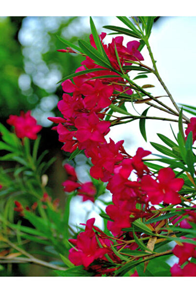 Gardenbox Videolu Bodur Kırmızı Zakkum Çiçeği 40-55 Cm Saksılı Çiçekli Bodur ...