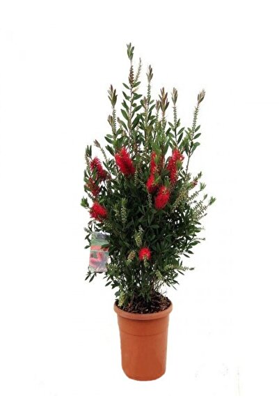 Nura Botanik Videolu Canlı Kırmızı 1 Adet Fırça Çalısı Çiçeği Fidanı 60-80cm Saksılı (BOTTLEBRUSH)