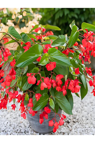 Gardenbox Videolu Kırmızı Begonya Küçük Hanım Çiçeği 1 Adet Saksılı 30-40 Cm ...