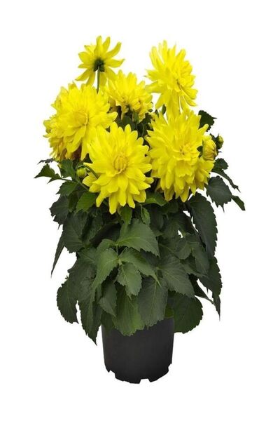 Gardenbox Videolu Canlı Sarı 1 Adet Yıldız Çiçeği Fidesi 20-30cm Saksılı (ORNİTHOGALUM)