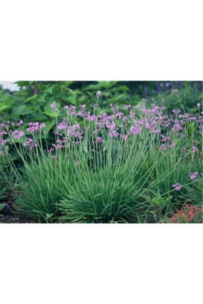 Gardenbox Sosyete Sarımsağı Çiçeği Fidanı 30-50 Cm