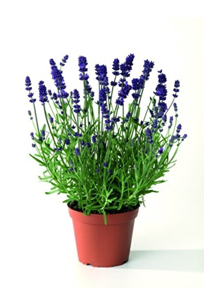 serada decor & plant Lavanta Çiçeği Fidanı