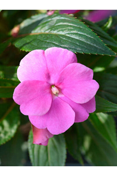 Gardenbox Videolu Muhteşem Pembe Cam Güzeli Fidanı 10-30cm Saksılı (GLASS BEAUTY SAPLİNG)