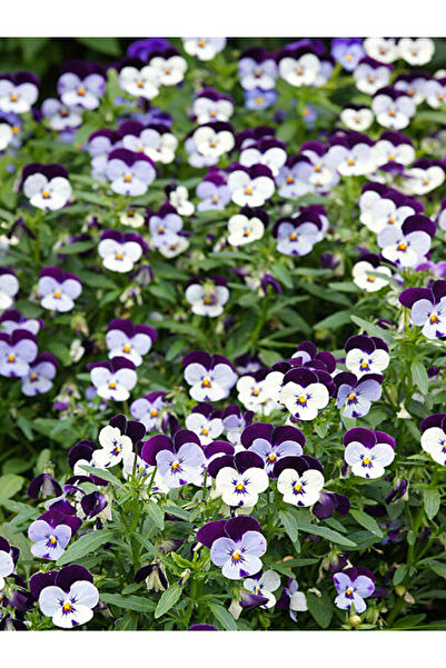 Gardenbox Videolu 10'lu Beyaz Mor Hercail Menekşe Çiçeği Fidanı 5-15 Cm Tüplü...