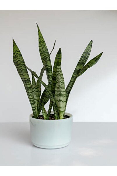 Gardenbox Videolu Kılıç Çiçeği Fidanı 30-50 Cm Saksılı Çiçekli Bodur Bitkiler...