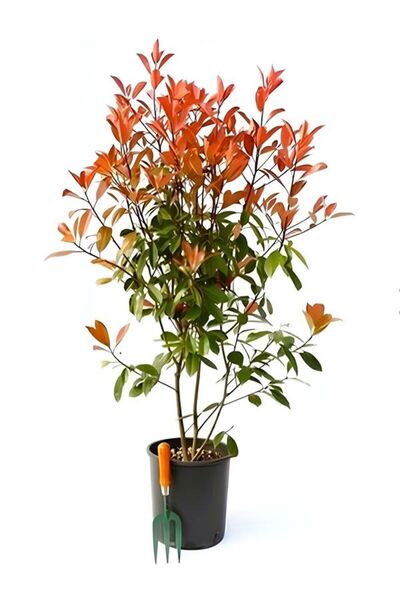 Flora Vadi Dolgun 1 Adet Alev Çalısı Çiçeği Fidanı 40-60cm Saksılı (BURNİNG B...