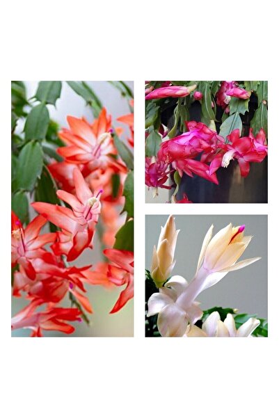 Gardenbox Videolu 3 Adet Yılbaşı Çiçeği 30-45 Cm Saksılı Çiçekli Bodur Bitkiler Euphorbia Pulcherrima