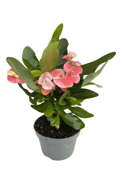 Gardenbox Videolu Canlı Pembe 1 Adet Milli Dikenler Tacı Çiçeği 15-30cm Saksı...