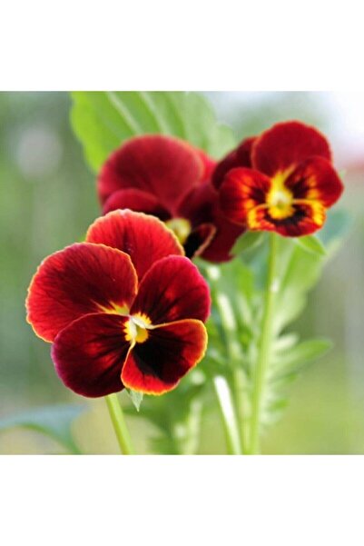 Nura Botanik Videolu 2 Adet Kırmızı Hercai Menekşe Saksılı 10-15 Cm Saksılı Ç...