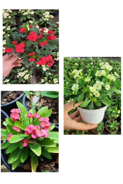 Gardenbox Videolu Beyaz Pembe Kırmızı 3 Adet Milli Dikenler Tacı Çiçeği Fidesi 15-30cm Saksılı (EUPHORBİA)