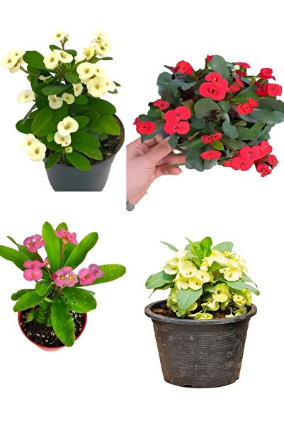 Gardenbox Videolu Sarı Kırmızı Pembe Beyaz 4 Adet Milli Dikenler Tacı Çiçeği ...