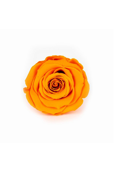 trendbahce Rose Amor TURUNCU şoklanmış solmaz gül XL