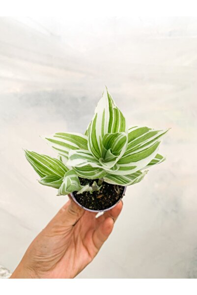Gardenbox Videolu 1 Adet Beyaz Alacalı Telgraf Çiçeği/sukulent 5-15cm Çiçekli...