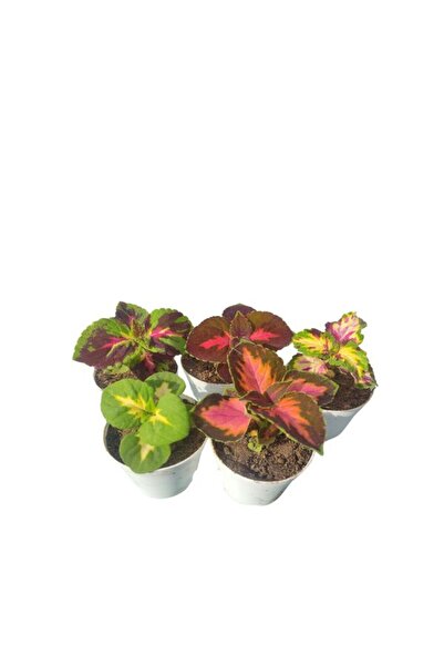 Advantageous 5-Piece Mini Leaf Beauty Set Mixed Color (5-10 Cm) Indoor/Outdoor Plant