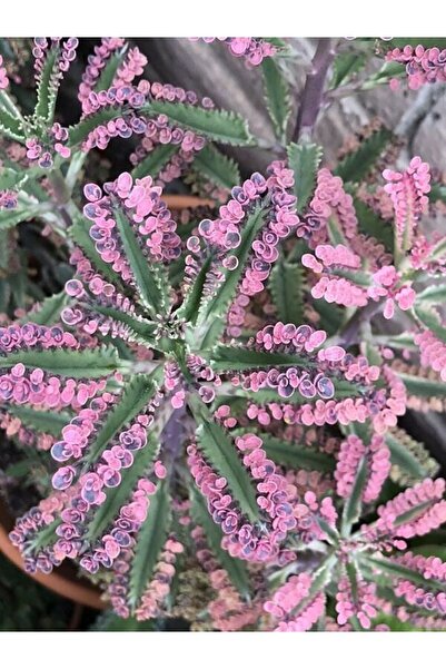 Nura Botanik Videolu 1 Adet Pembe Aşkın Gözyaşı Çiçeği 5-15 Cm Saksılı Çiçekl...