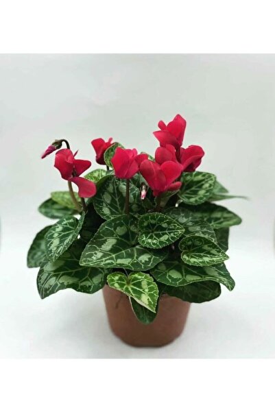 Nura Botanik Videolu Bordo Renkli Canlı Sıklamen Çiçeği Saksılı 30-55cm (BORD...