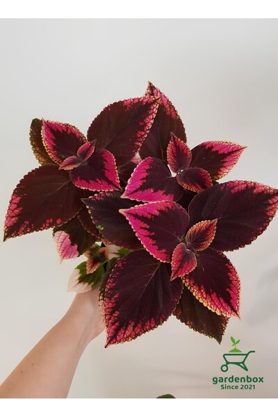 Nura Botanik Nadir Tür Kolyos Yaprak Güzeli 1 ADET Saksılı (Coleus)
