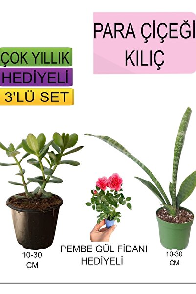 Gardenbox 3'Lü Set Para Çiçeği+ Kılıç Çiçeği+Hediyelik Pembe Gül