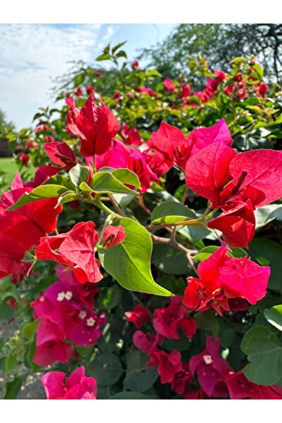 Gardenbox Begonvil Sarmaşığı-kırmızı (bougainvillea)