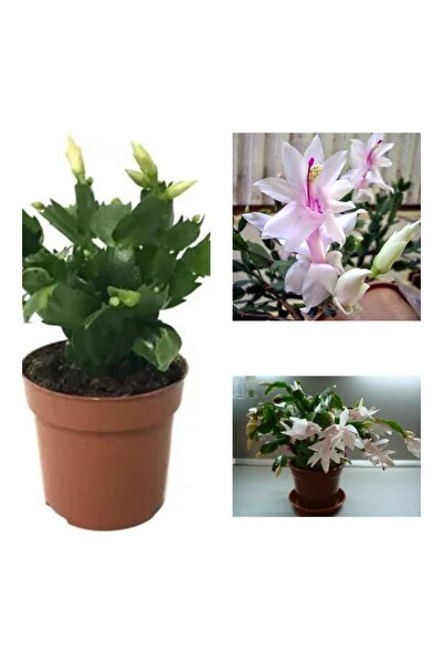 Nura Botanik Videolu 1 Adet Beyaz Yılbaşı Çiçeği 20-30 Cm Saksılı Çiçekli Bod...