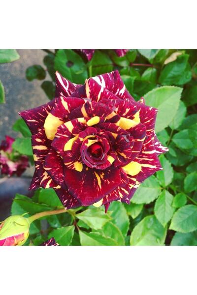 Gardenbox Sihirbaz Gülü 1 Çiçeği Fidanı Saksılı 40 Cm 60 Cm