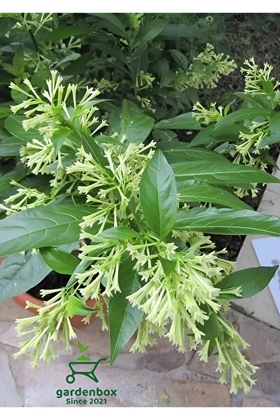 Nura Botanik Melisa Kolanya Çiçeği Saksıda 30-60Cm (Cestrum Nocturnum)