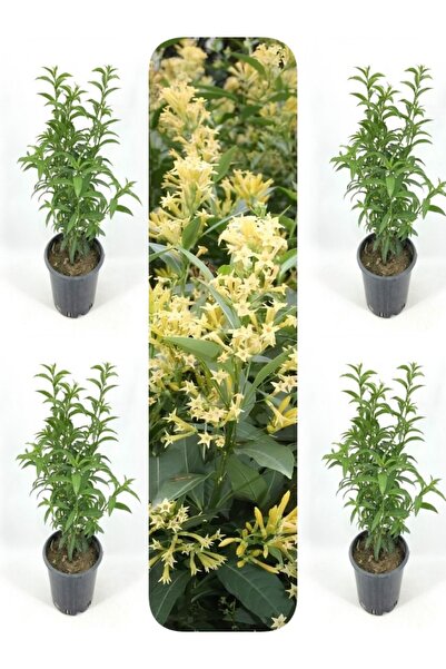 Gardenbox Videolu Melisa Kolanya Çiçeği (50 70 Cm)4 Adet Saksılı Çiçekli Dış ...