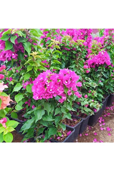 Nura Botanik Özel Çeşit Bodur Fuşya Gelin Duvağı Begonvil Bougainvillea