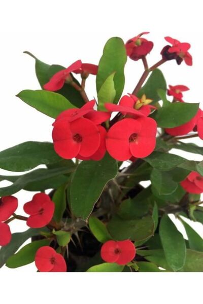 Gardenbox Videolu 4'lü Dikenler Tacı Çiçeği Sarı-kırmızı-pembe-beyaz 10-20 Cm Tüplü Çiçekli Euphorbia Milii