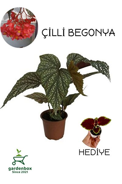 Nura Botanik Çilli Kırmızı Çiçekli Begonya Çiçeği+Yaprak Güzeli Çiçeği