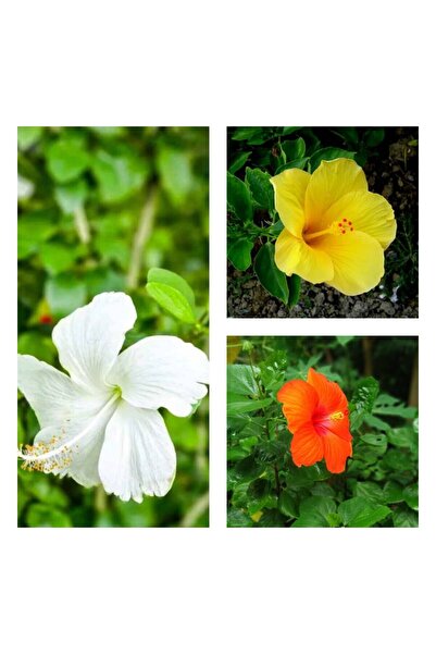 Nura Botanik Videolu 3'lü Karışık Renk Japon Gülü Çiçeği 20-30 Cm Tüplü Çiçek...