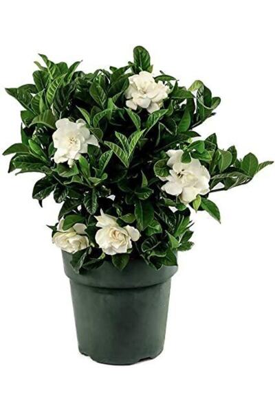 Nura Botanik Videolu 1. Kalite Özel Kokulu 1 Adet Gardenya Çiçeği Saksılı 30-...