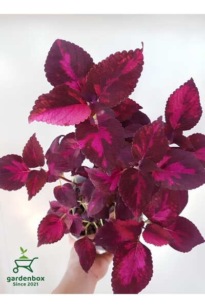 Nura Botanik Özel Tür Kolyos Yaprak Güzeli 1 ADET Saksılı 10-20Cm